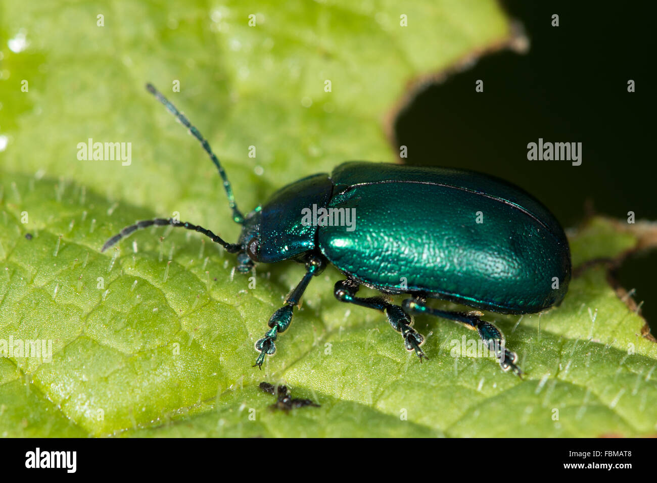 Iridescent green beetle (Altica sp.) on a leaf Stock Photo