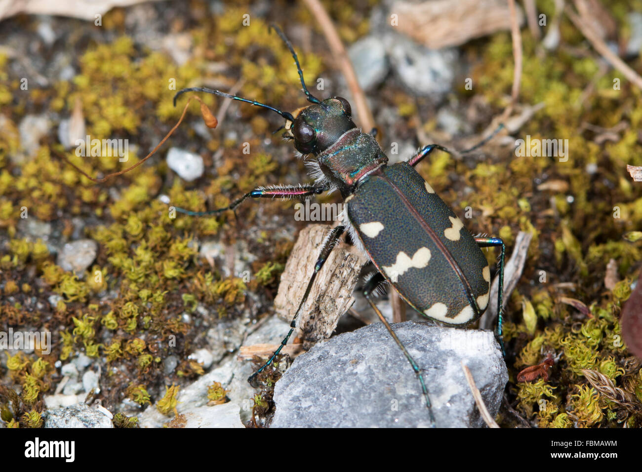 Northern Dune Tiger Beetle (Cicindela hybrida) on moss-covered rocky ground Stock Photo