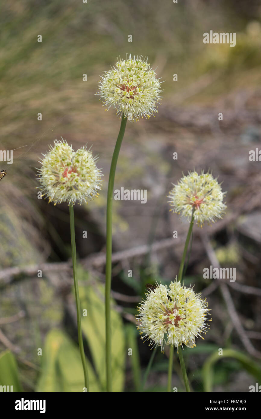 Allium victorialis (Alpine Leek or Victory Onion) flowers Stock Photo