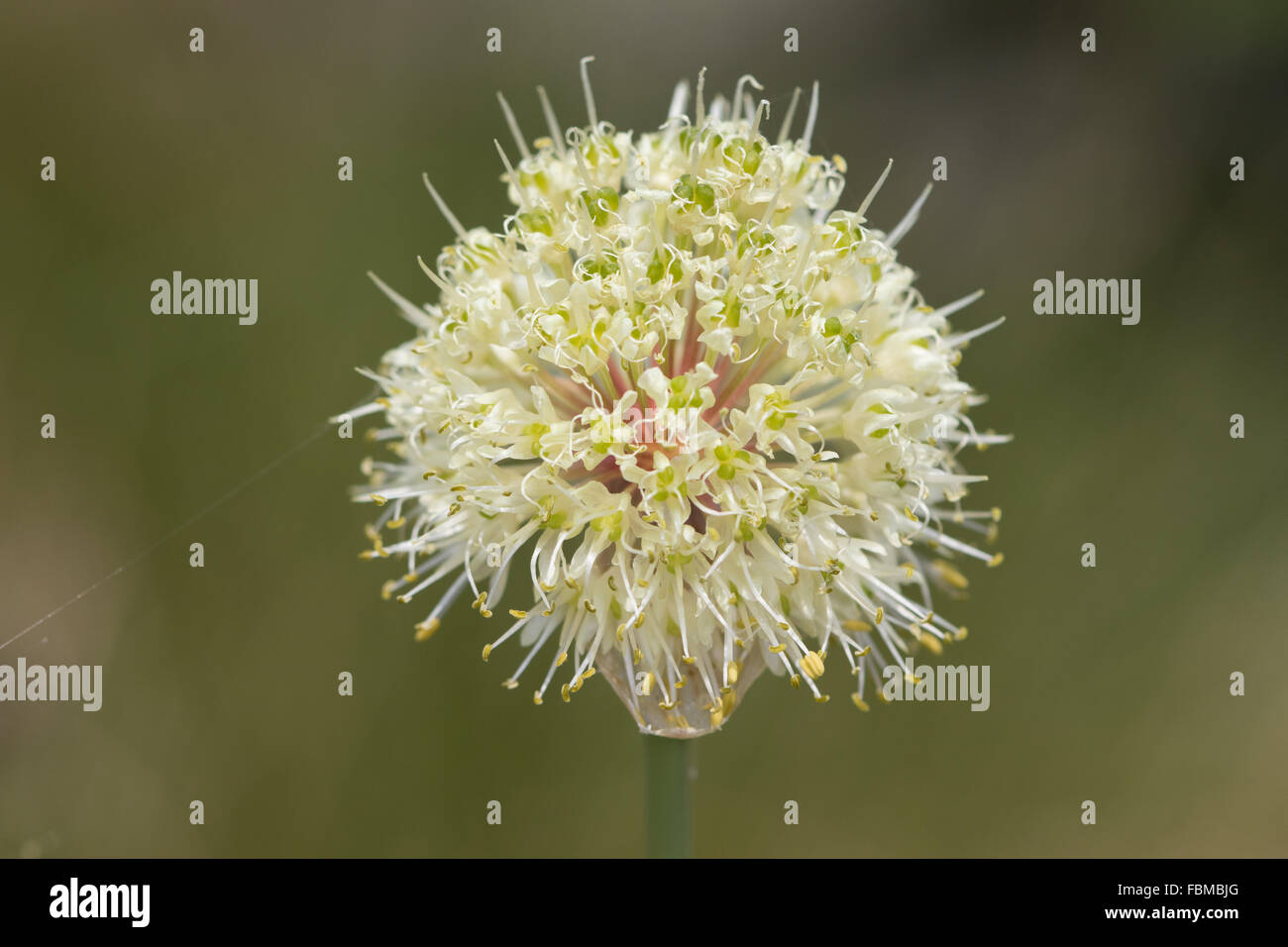 Allium victorialis (Alpine Leek or Victory Onion) flower Stock Photo