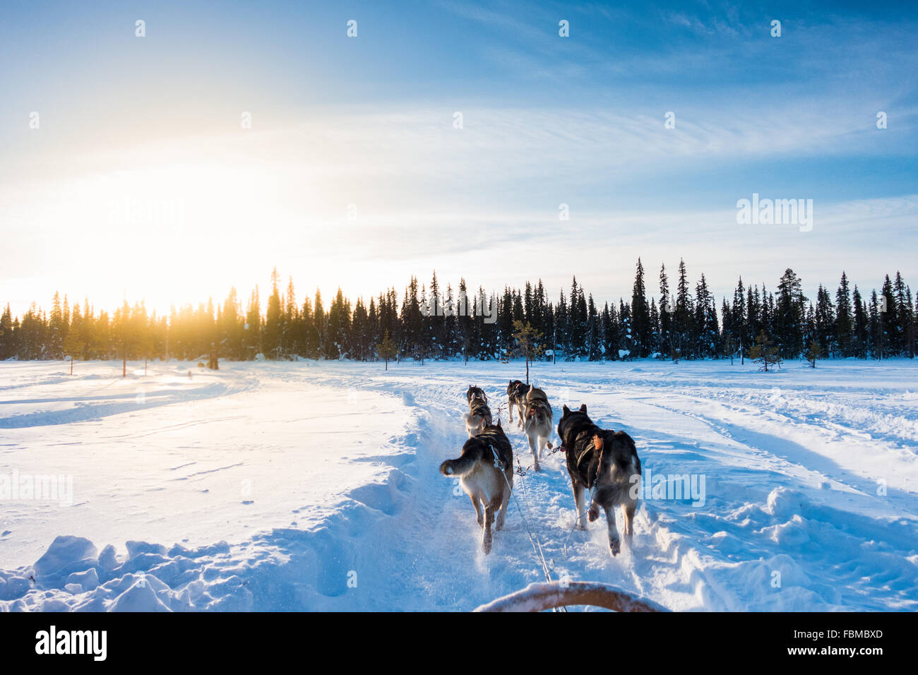 Dog sledding in the morning, Lapland, Finland Stock Photo