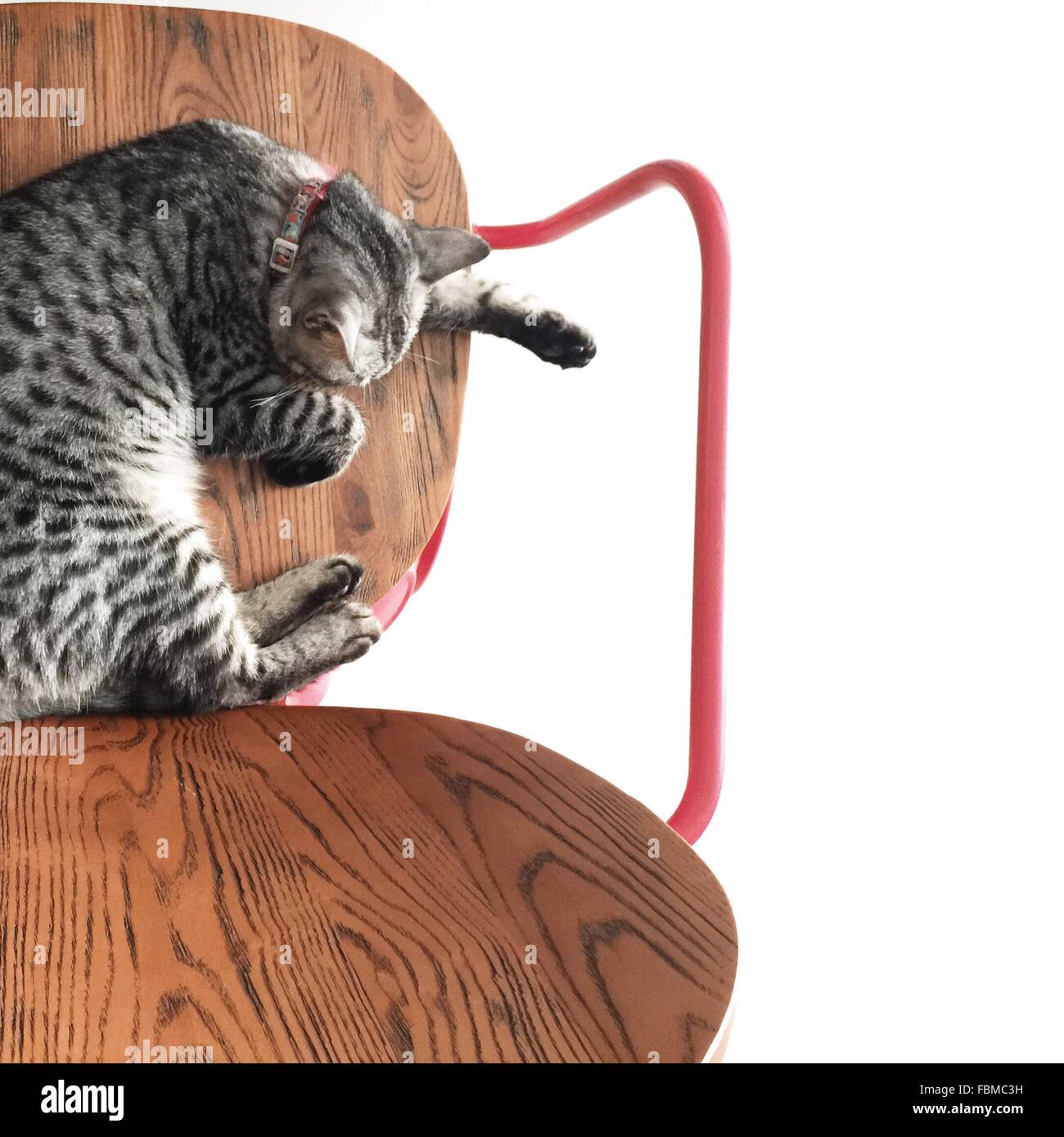 Overhead view of a cat sleeping on a wooden chair Stock Photo