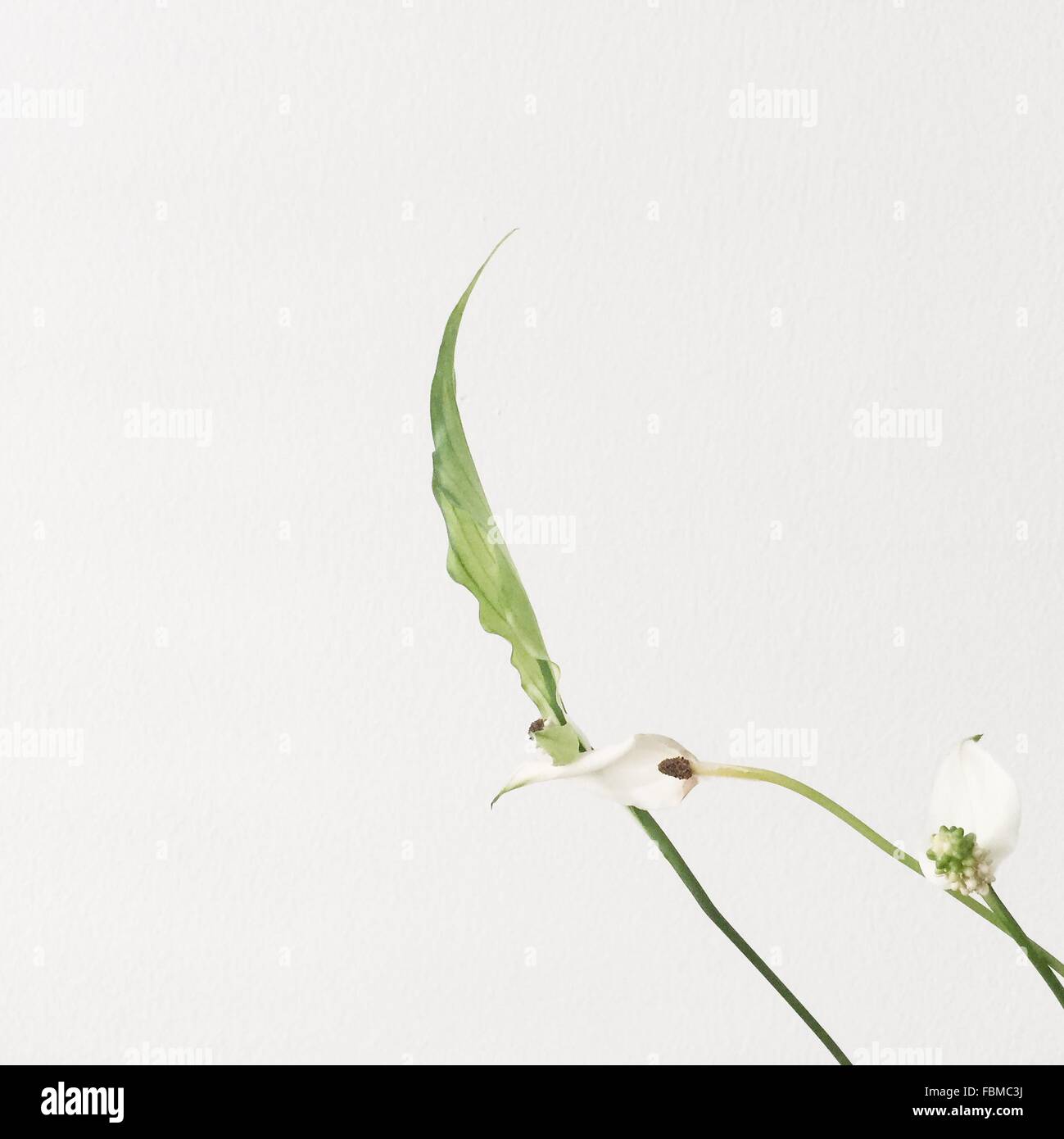 White peace lily flowers (spathiphyllum) Stock Photo