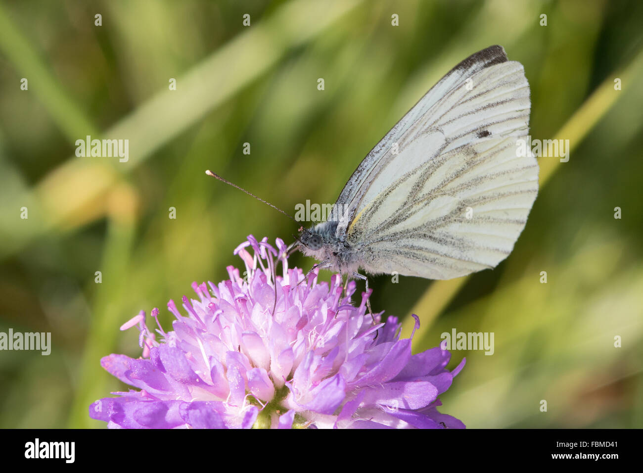 Green-veined White (Pieris napi) butterfly Stock Photo