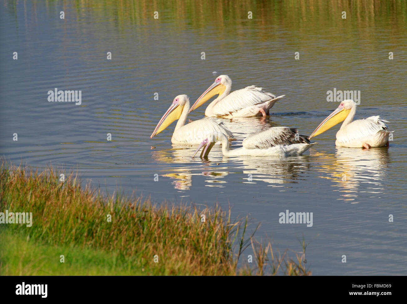 Four Great White Pelican birds Pelecanus onocrotalus in the Milnerton