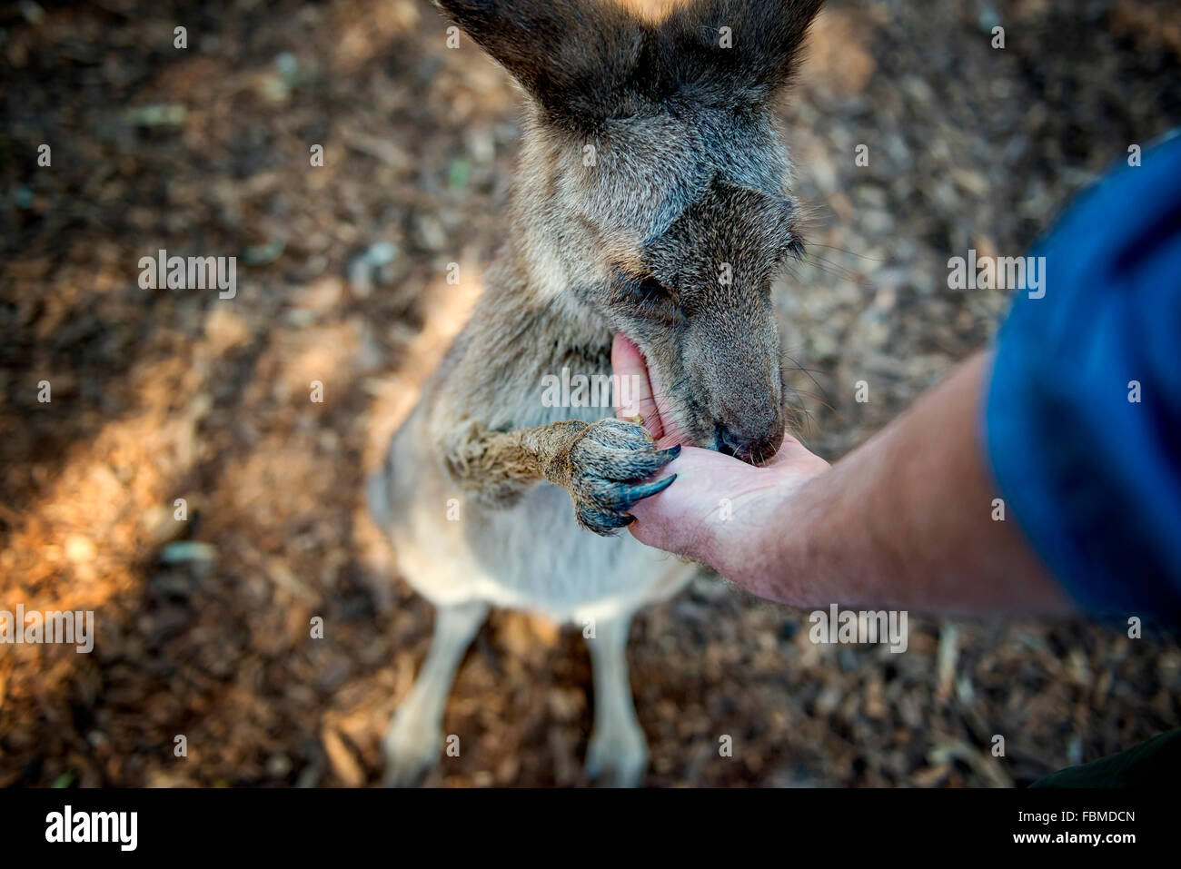 Man feeding a kangaroo, Gold Coast, Queensland, Australia, Stock Photo