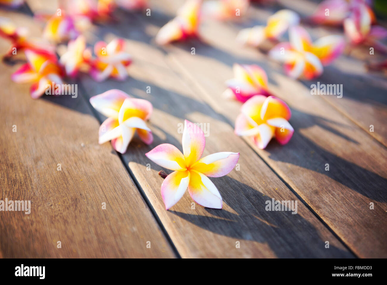Frangipani flowers (plumeria) on wooden decking, Bali, Indonesia Stock Photo