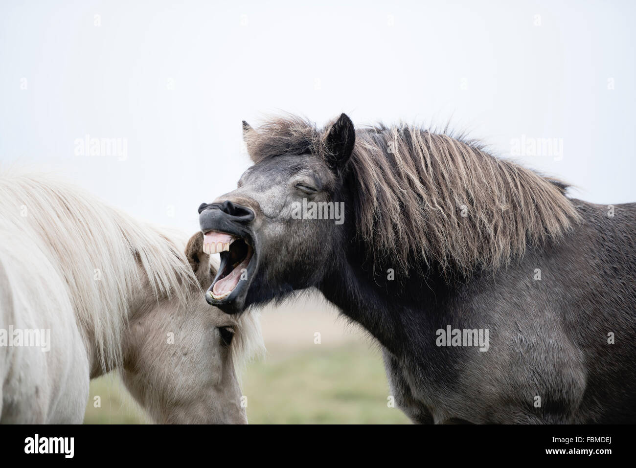 Braying Icelandic Horses, Iceland Stock Photo