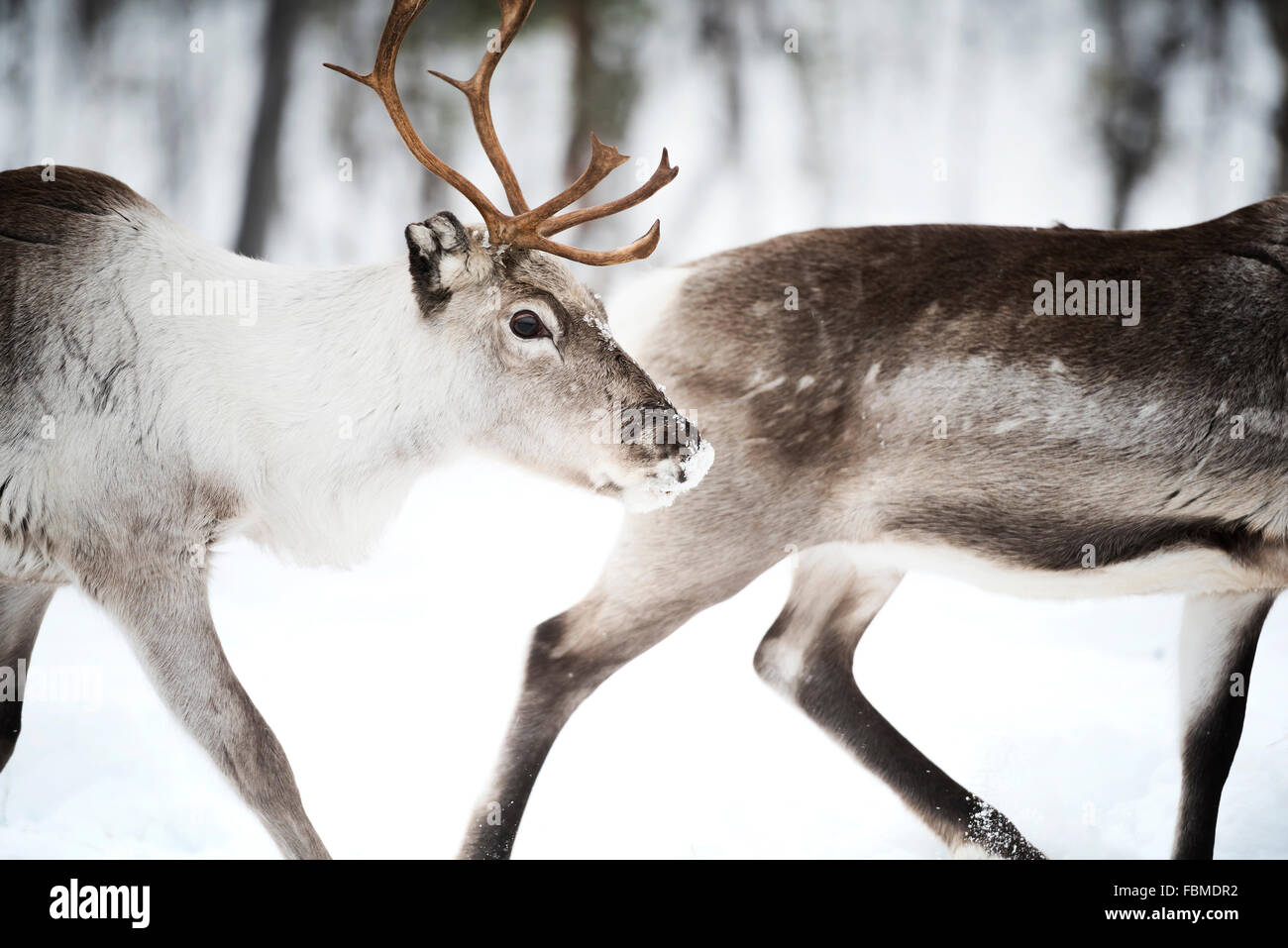 Two Reindeer, Lapland, Finland Stock Photo