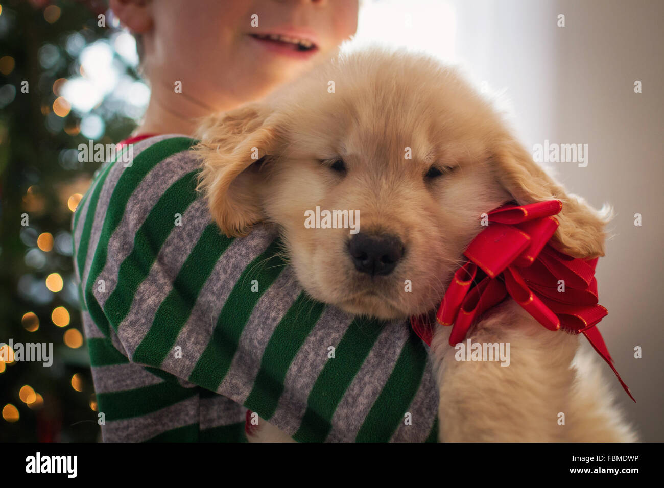 Boy hugging golden retriever puppy dog wearing a bow Stock Photo