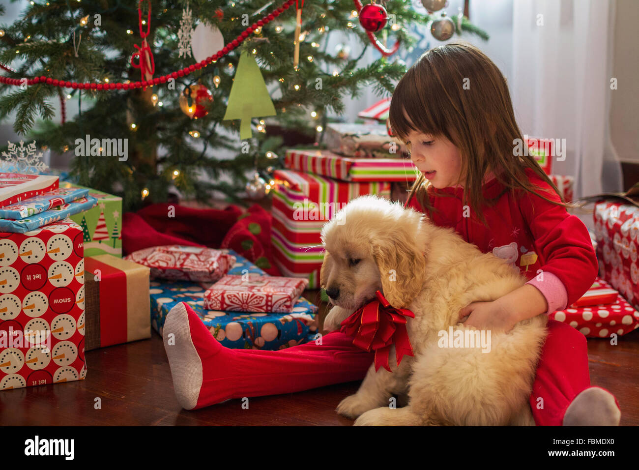 Girl hugging golden retriever puppy dog at Christmas Stock Photo