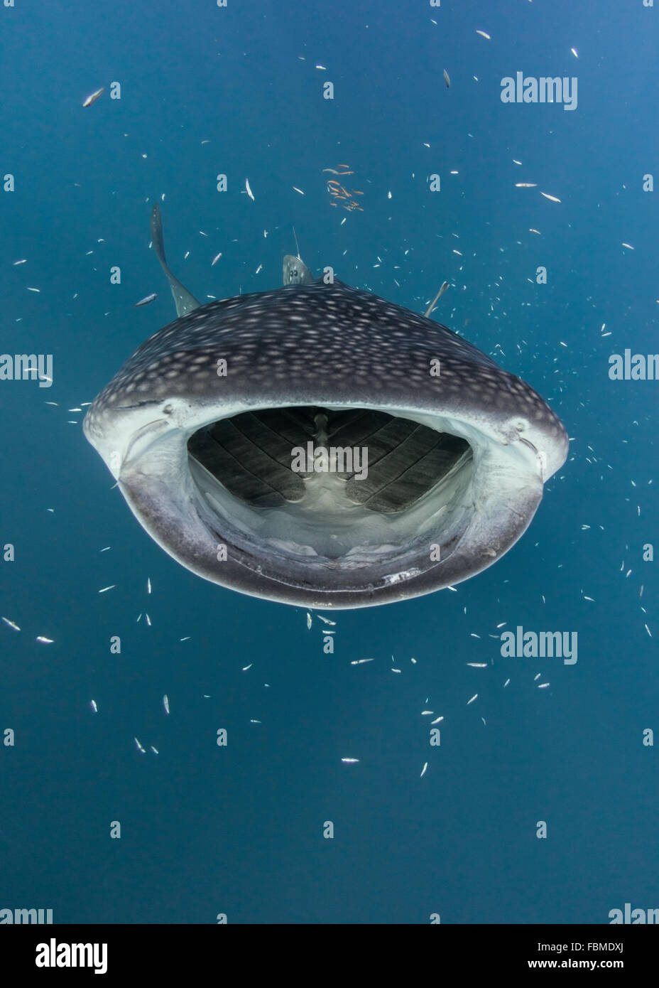 Whale shark hunting fish, Cenderawasih Bay, Papua, Indonesia Stock Photo