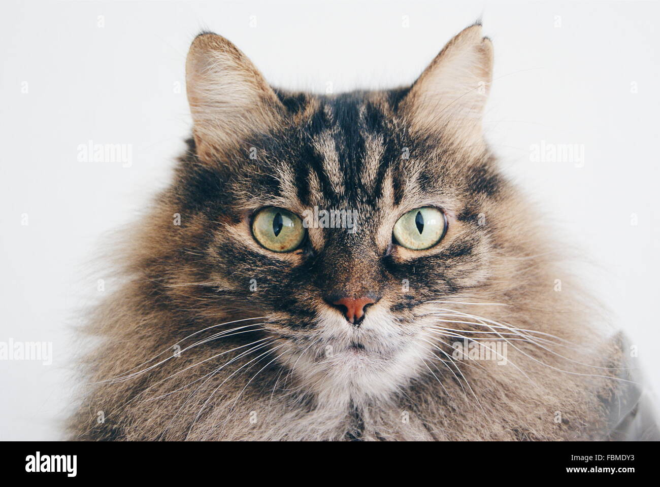 Close up portrait of tabby cat Stock Photo - Alamy