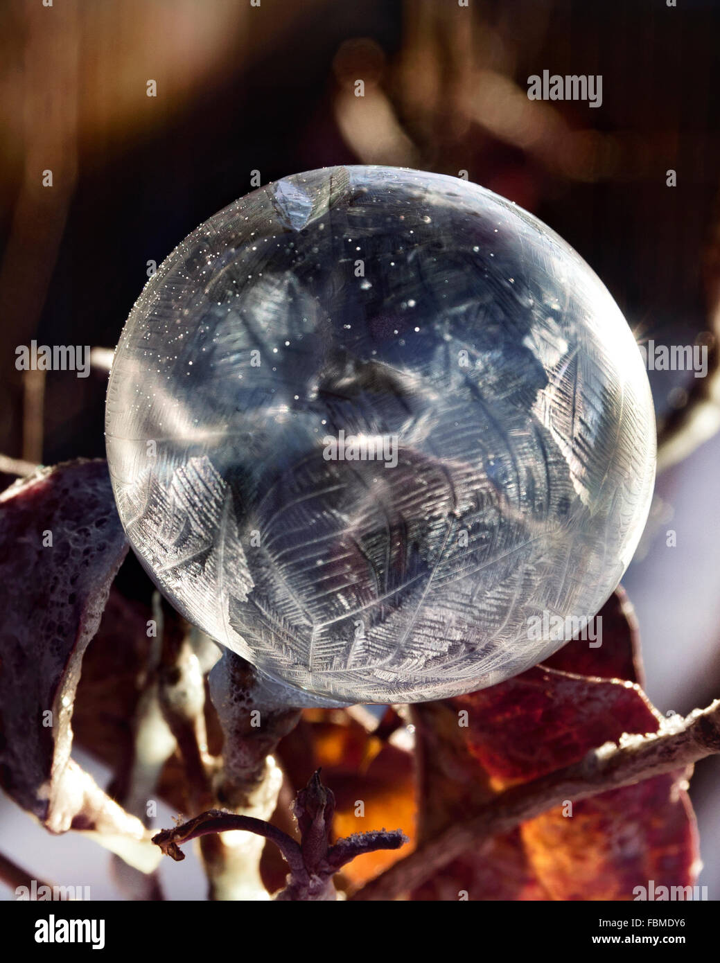 Frozen Soap Bubble on the branches of a tree Stock Photo