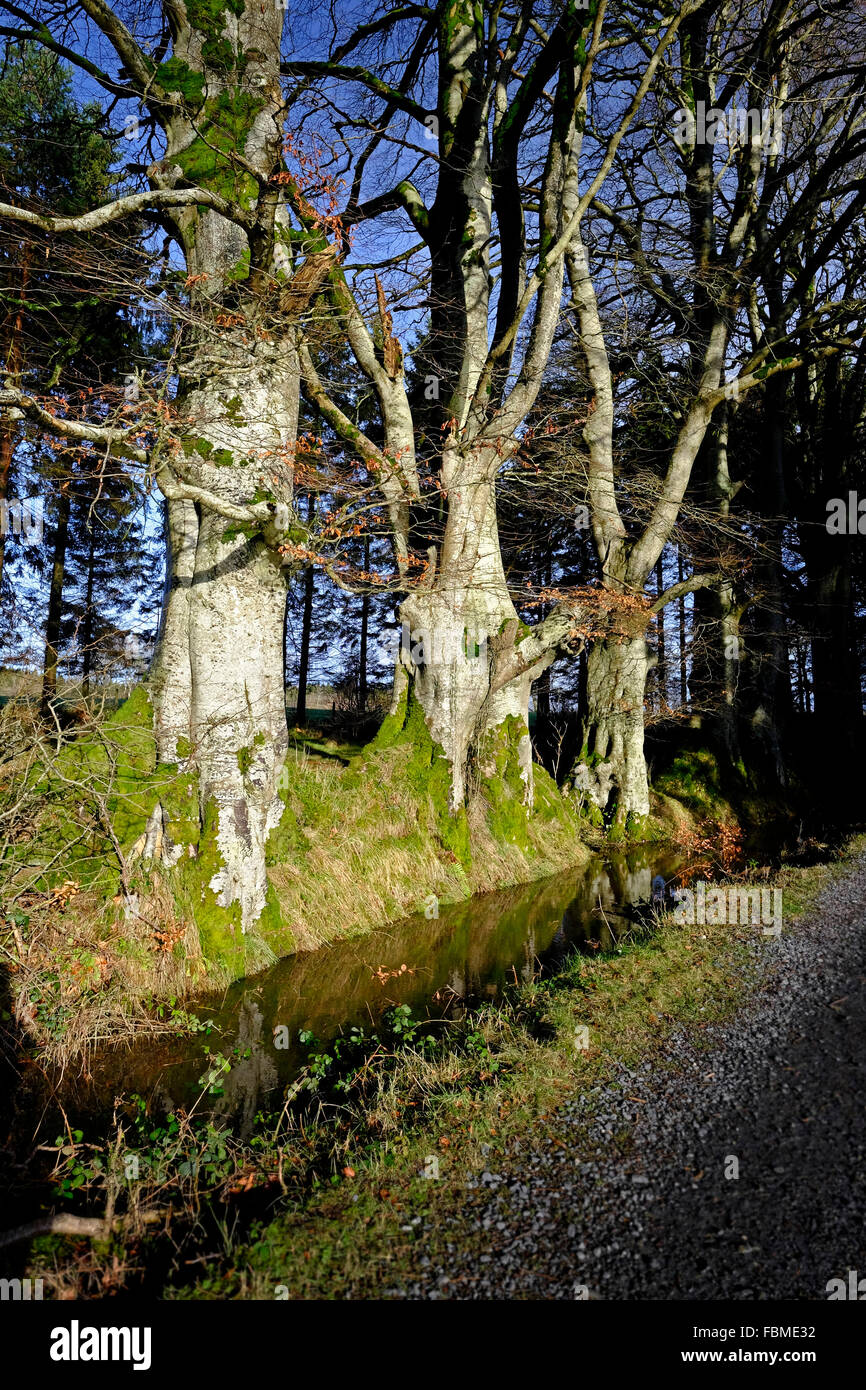 Woodland track surrounded by beech trees and flooded ditch in Blessington greenway in Co. Wicklow Ireland Stock Photo