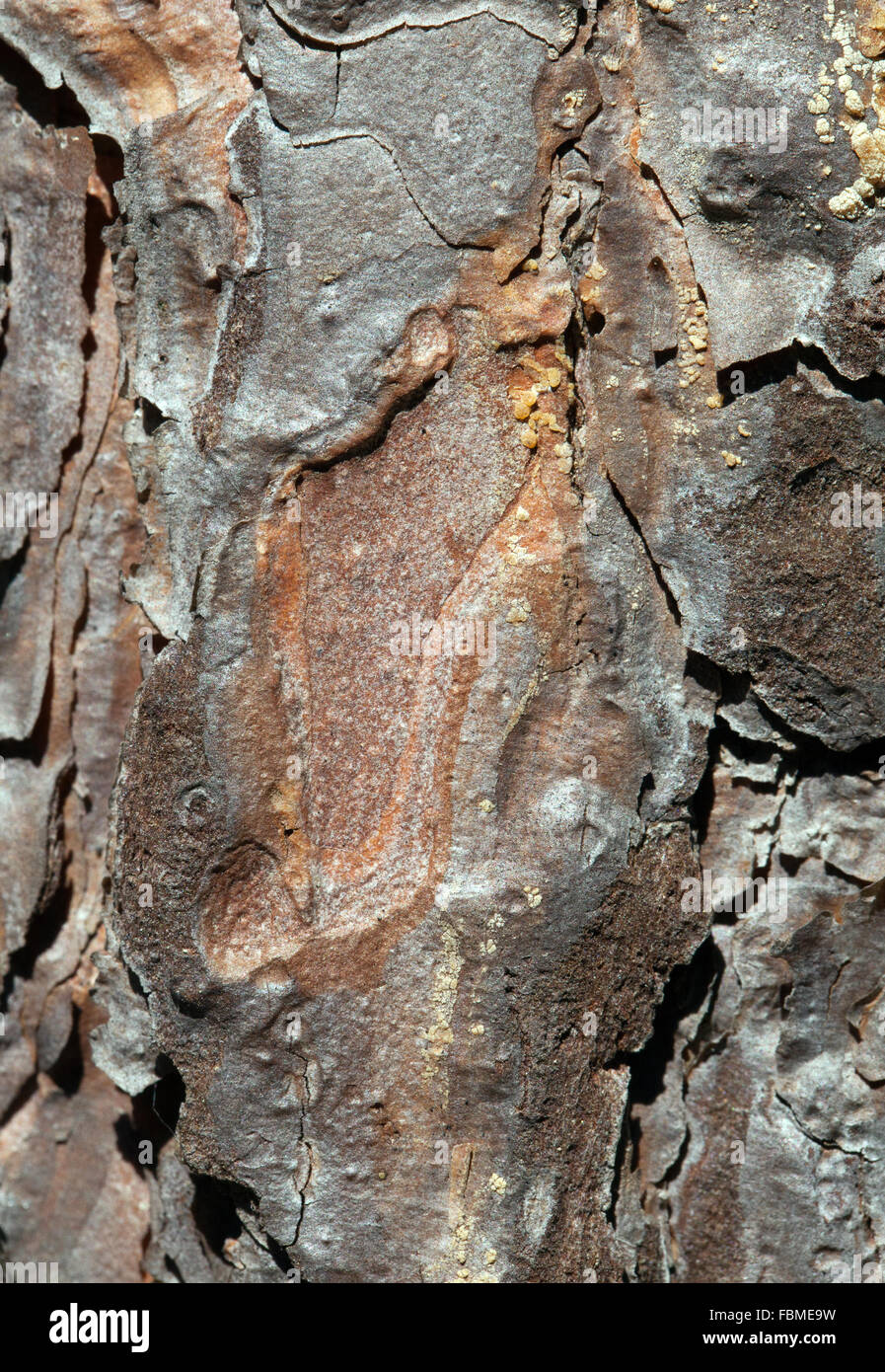Pine tree bark texture nature hi-res stock photography and images - Alamy