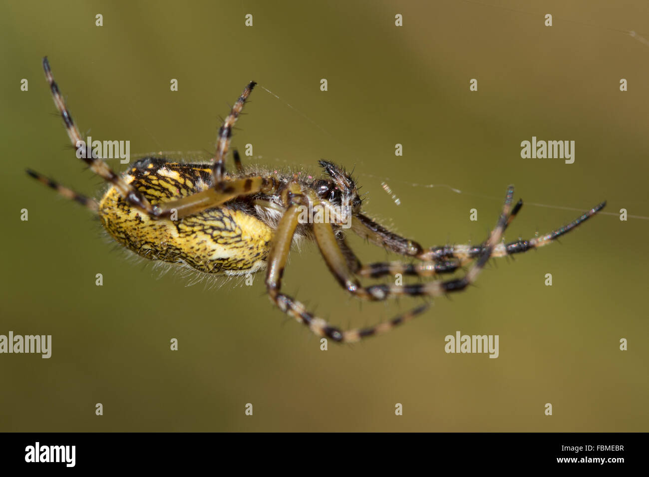 female Oak Spider (Aculepeira ceropegia) on its web Stock Photo