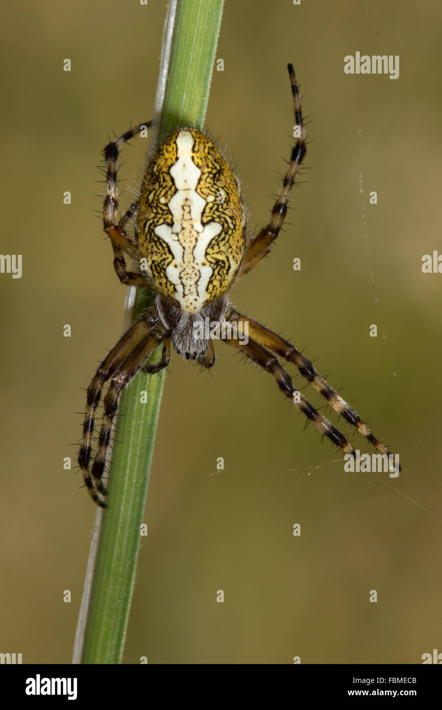 female Oak Spider (Aculepeira ceropegia) Stock Photo