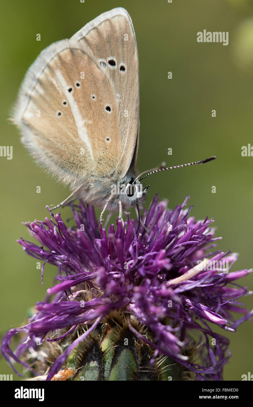 Damon Blue (Polyommatus damon) butterfly feeding on Knapweed flowers Stock Photo