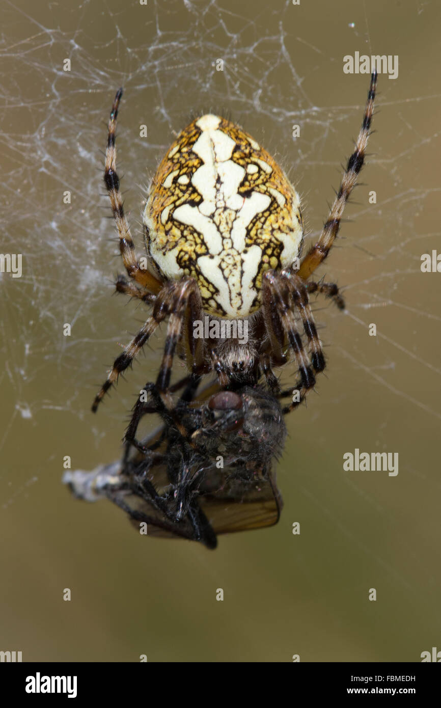 female Oak Spider (Aculepeira ceropegia) eating a fly captured in its web Stock Photo