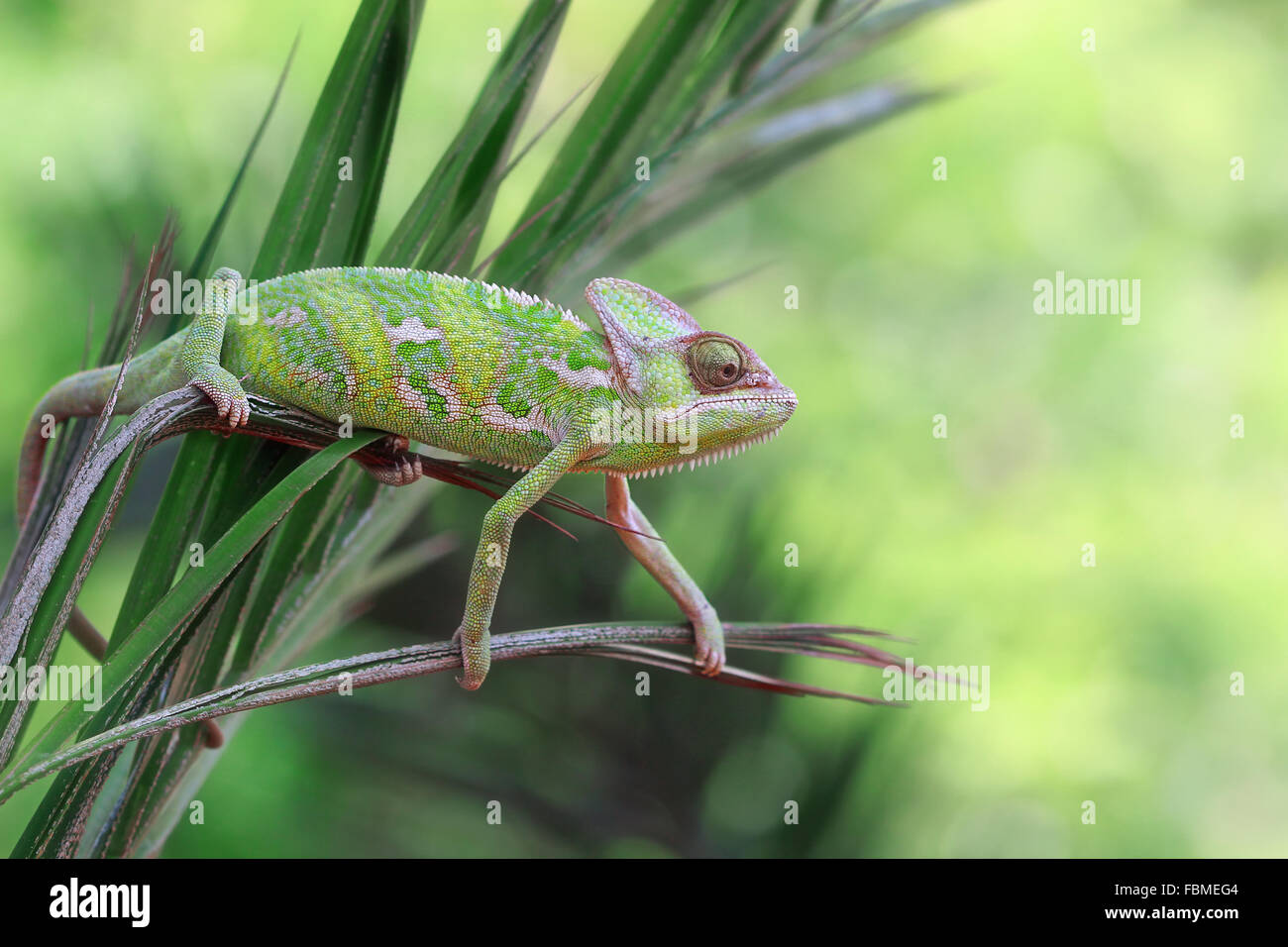 Veiled Chameleon (chamaeleo calyptratus) sitting on a plant Stock Photo