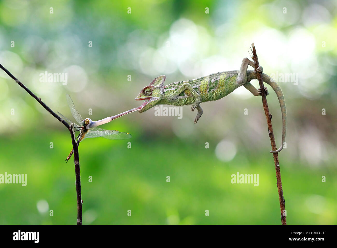 Veiled chameleon (chamaeleo calyptratus) hunting dragonfly Stock Photo