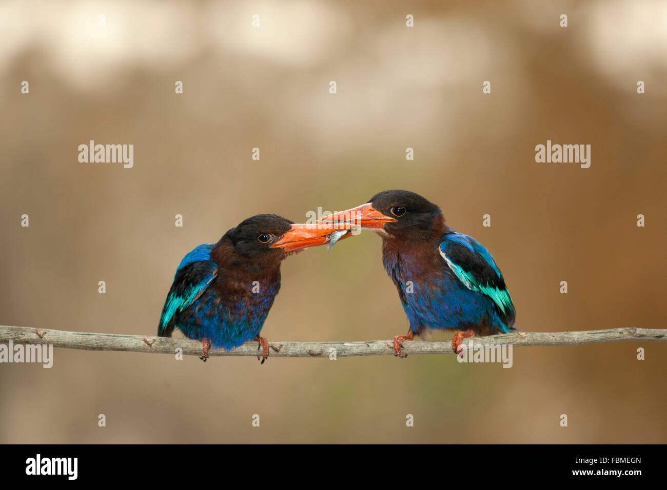 Two kingfisher birds passing a fish in beak, Jember, East Java, Indonesia Stock Photo