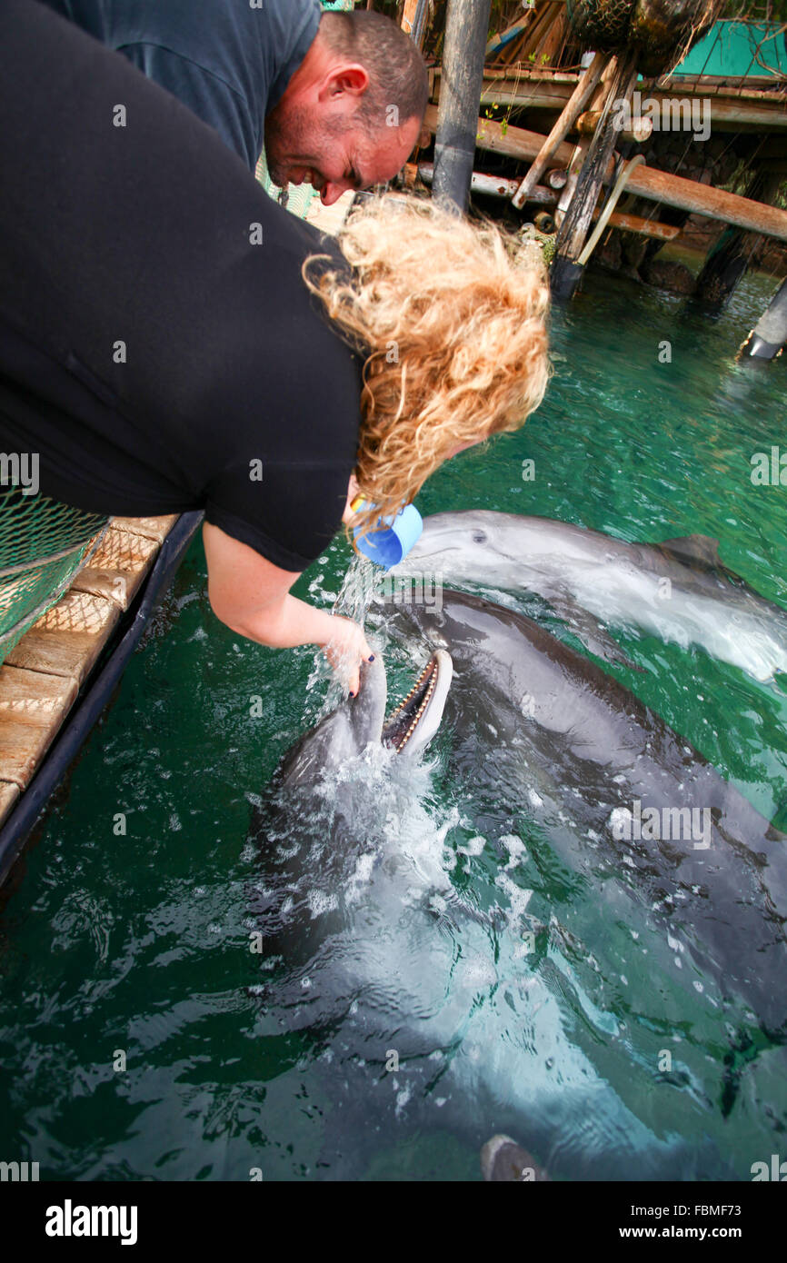 feeding time at Dolphin Reef Beach, Eilat, Israel. Common Bottlenose Dolphins (Tursiops truncatus). Stock Photo