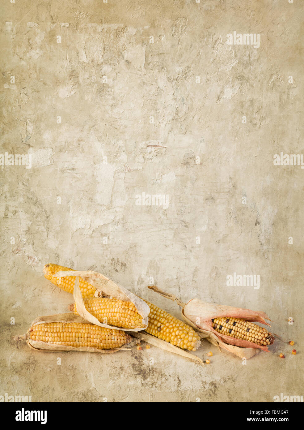 Still life with dried corn cobs on a grunge wallpaper backdrop Stock