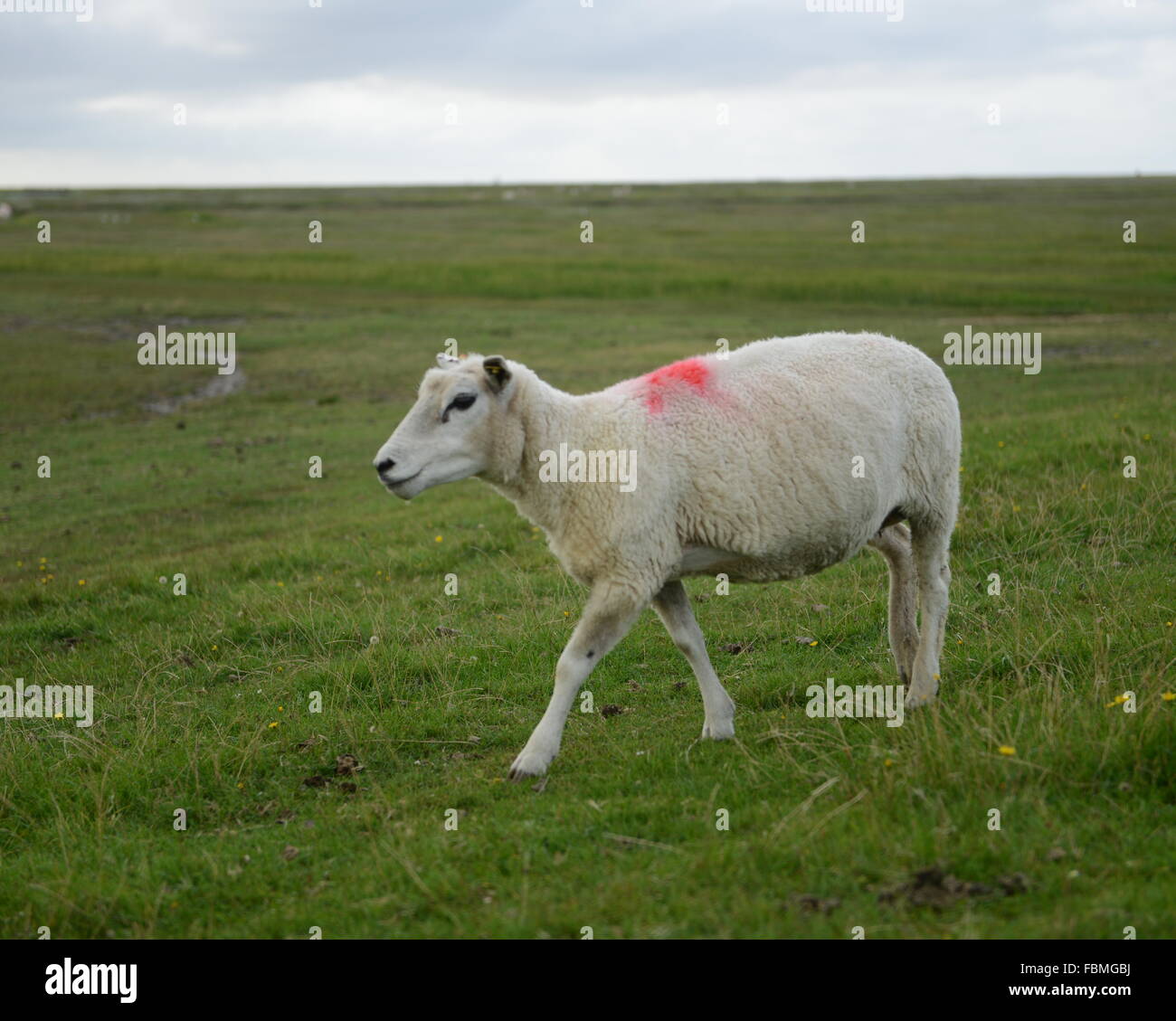 Farm Animal On Grass Stock Photo
