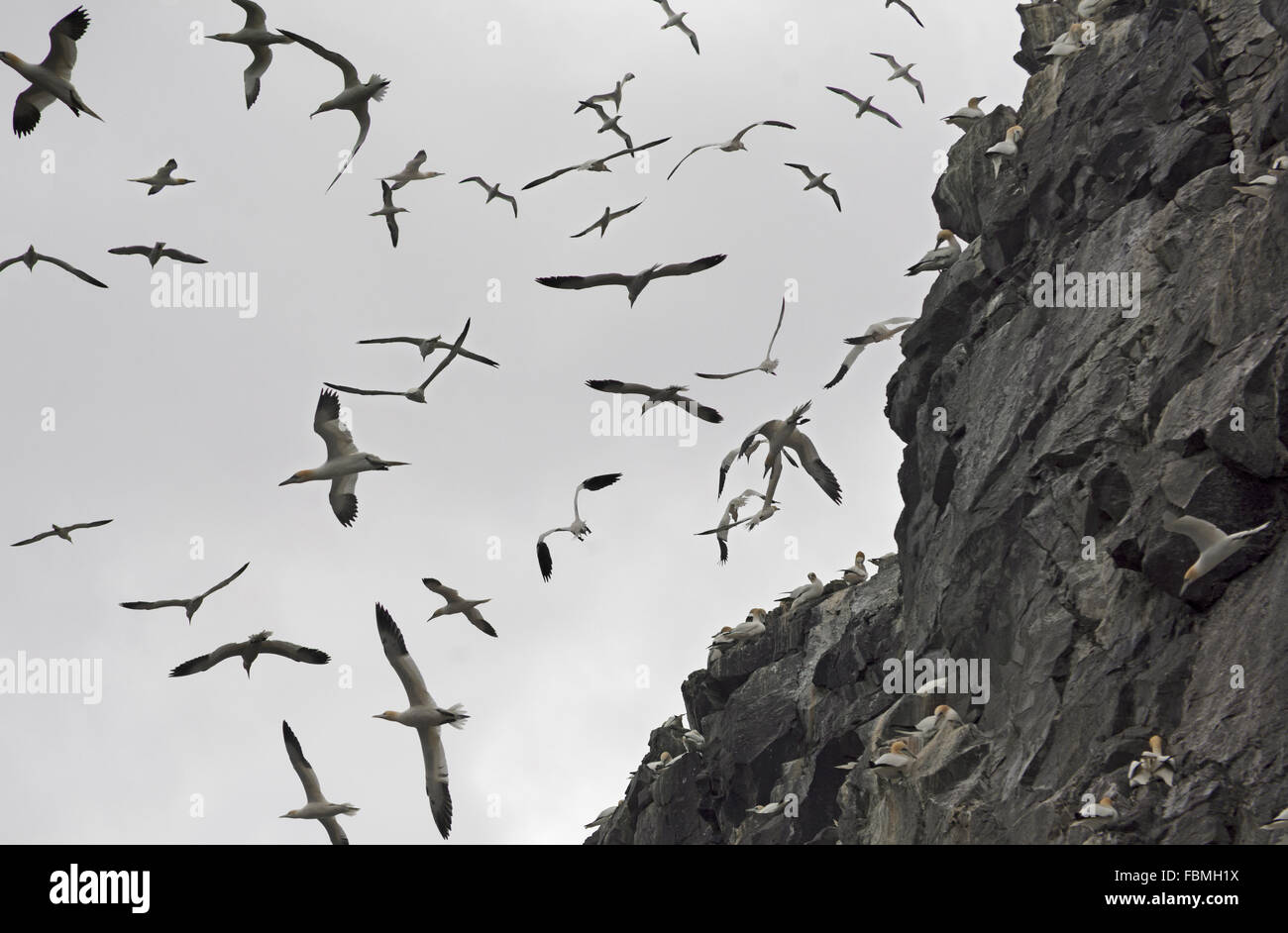 Gannets in flight off Bass Rock, Eastern Scotland Stock Photo