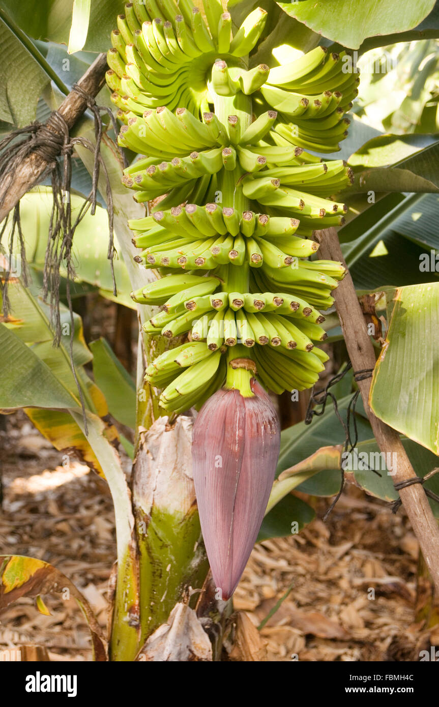 banana bananas plant tree plantation plantations grow growing on hanging flower flowers leaves leaf leafs Inflorescence Musa Plá Stock Photo
