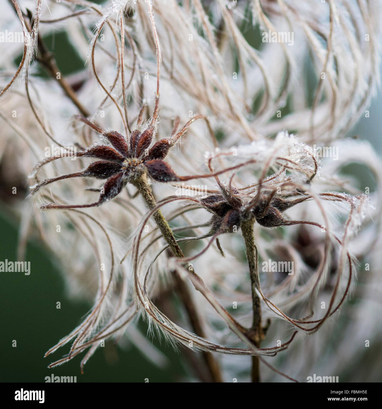 Clematis seed heads blowng in the wind on a fristy morning Stock Photo