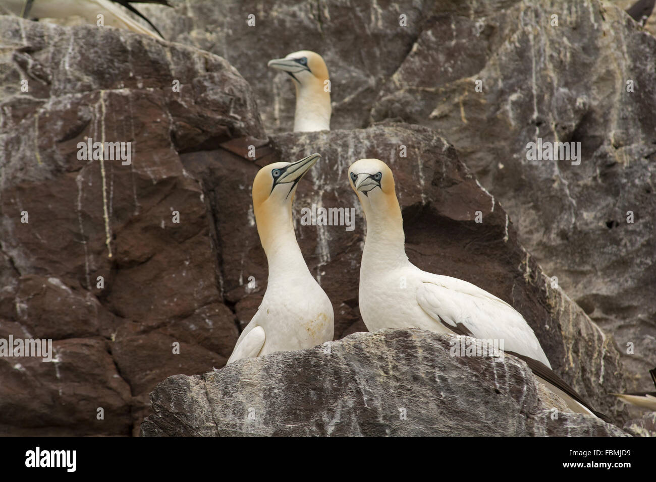 Gannets breeding on the cliff face on Bass Rock, Scotland Stock Photo
