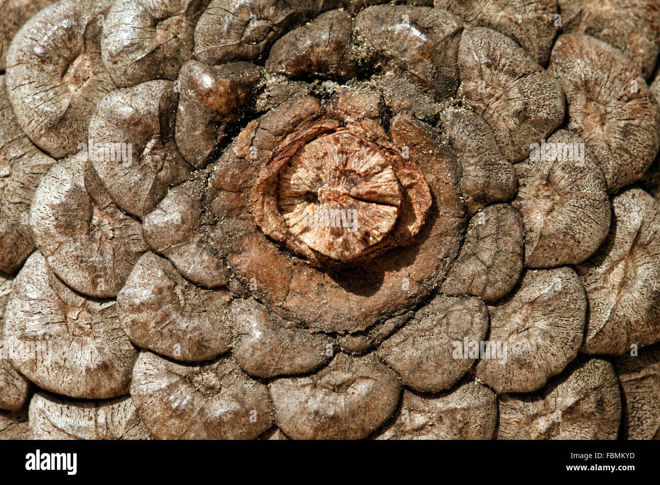 Close-up of pine cone for texture or background Stock Photo