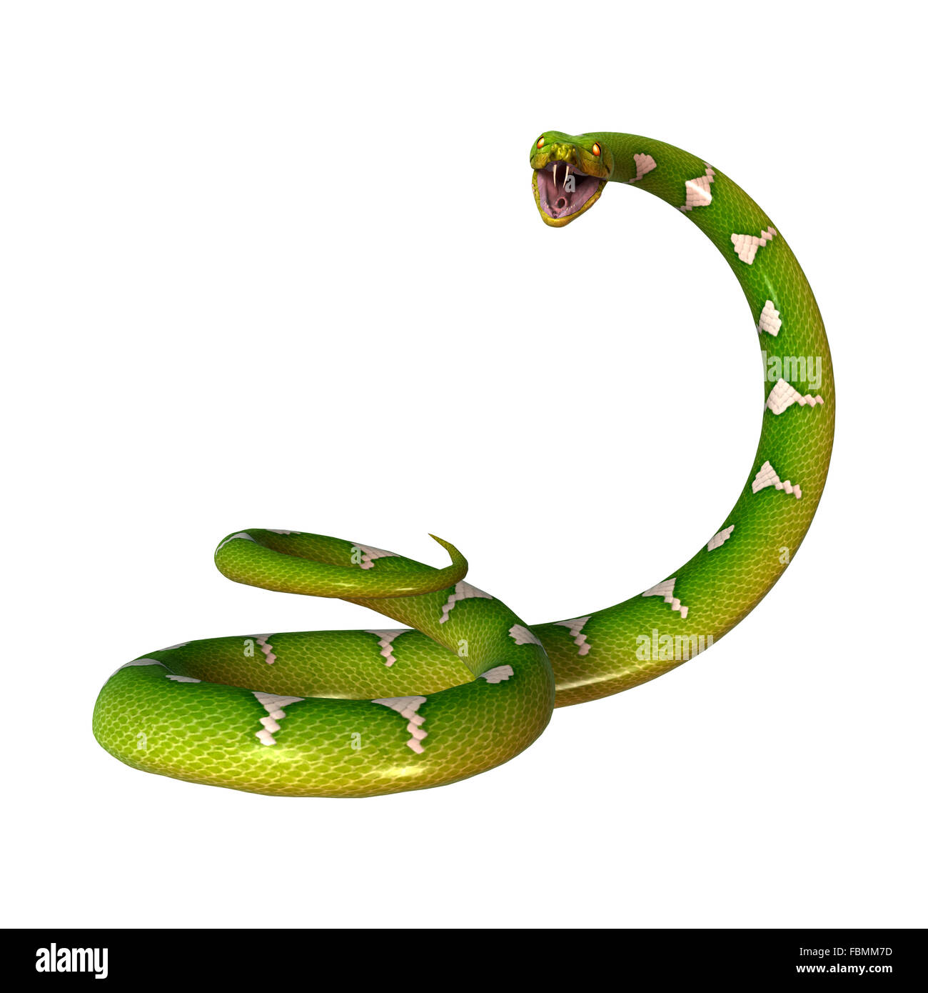 Morelia viridis, or green tree python, or herpetoculture hobby, chondro ...