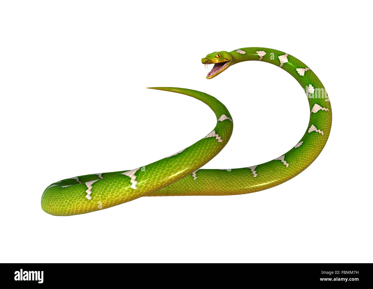 Morelia viridis, or green tree python, or herpetoculture hobby, chondro ...