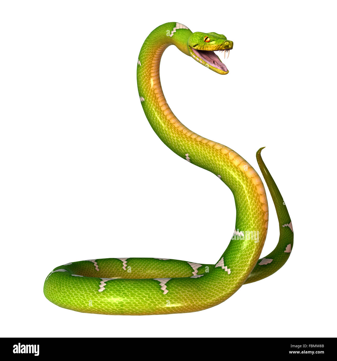 Morelia viridis, or green tree python, or herpetoculture hobby, chondro ...