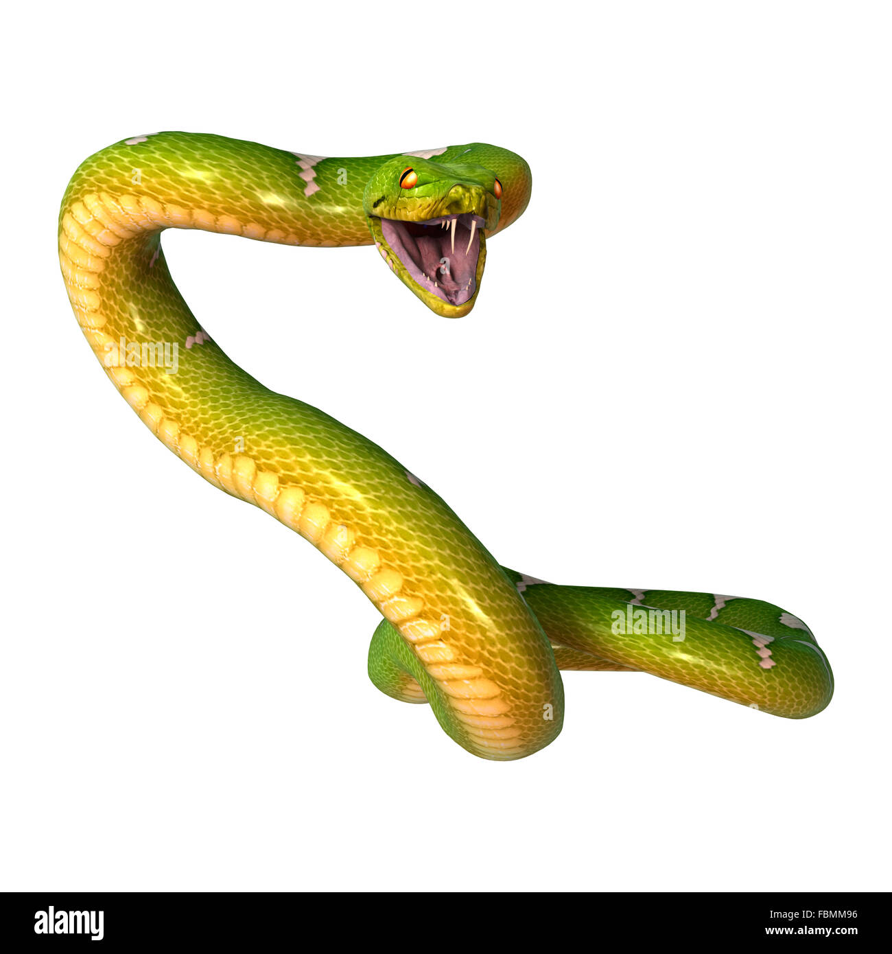 Morelia viridis, or green tree python, or herpetoculture hobby, chondro ...