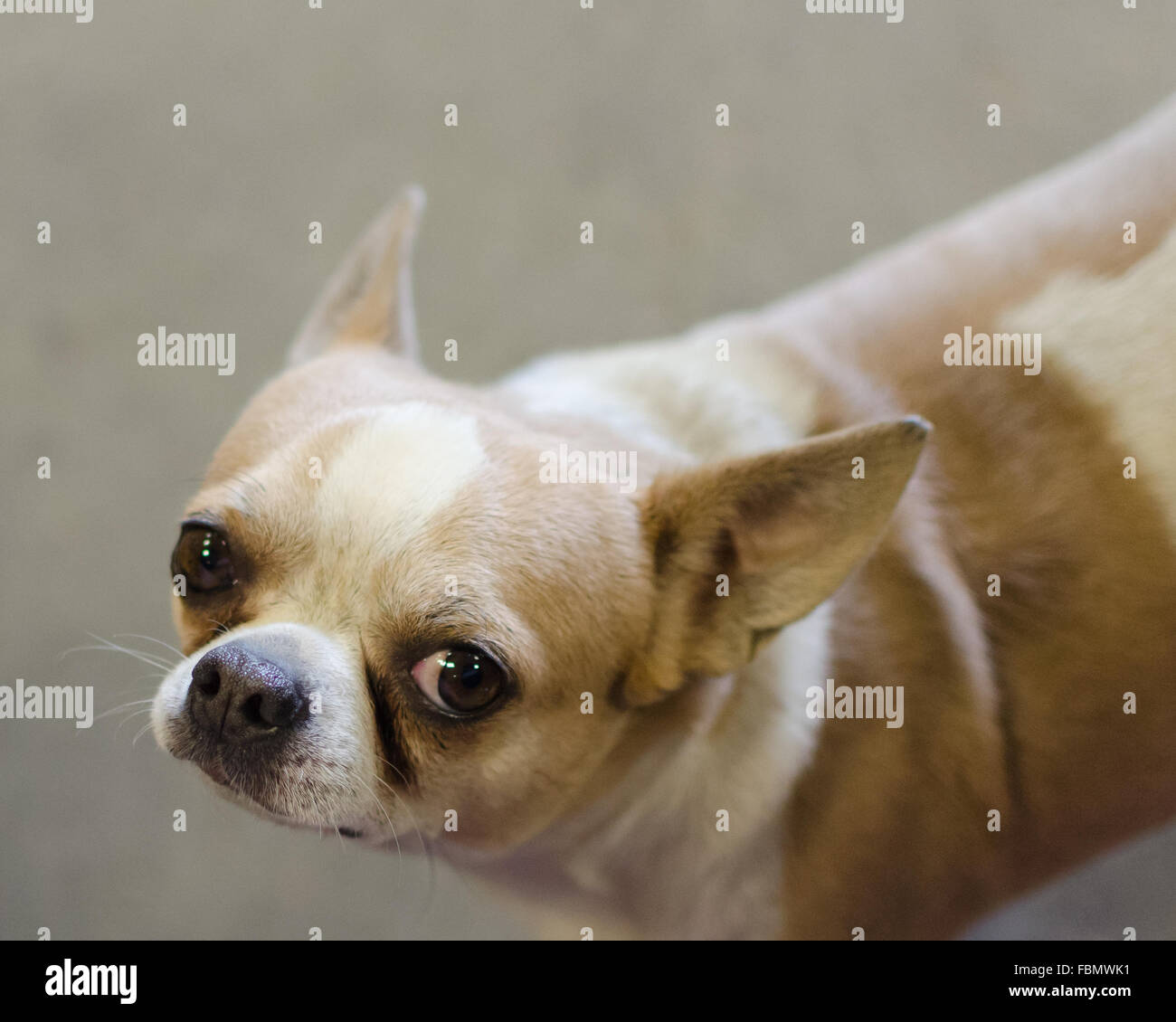 Fat dog chihuahua hi-res stock photography and images - Alamy, image size:1300x1130