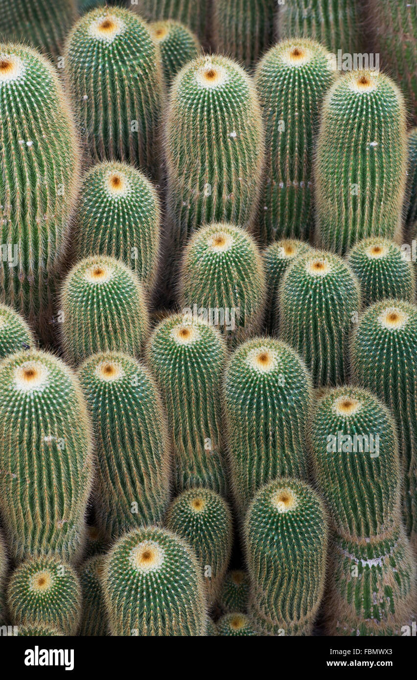 Parodia leninghausii. Yellow Tower Cactus Stock Photo