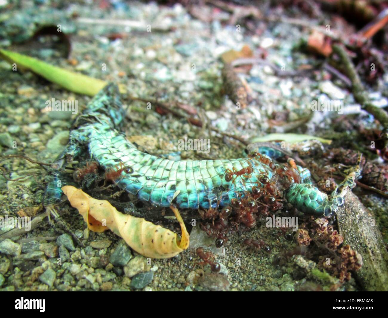 Ants Eating Dead Animal Stock Photo Alamy