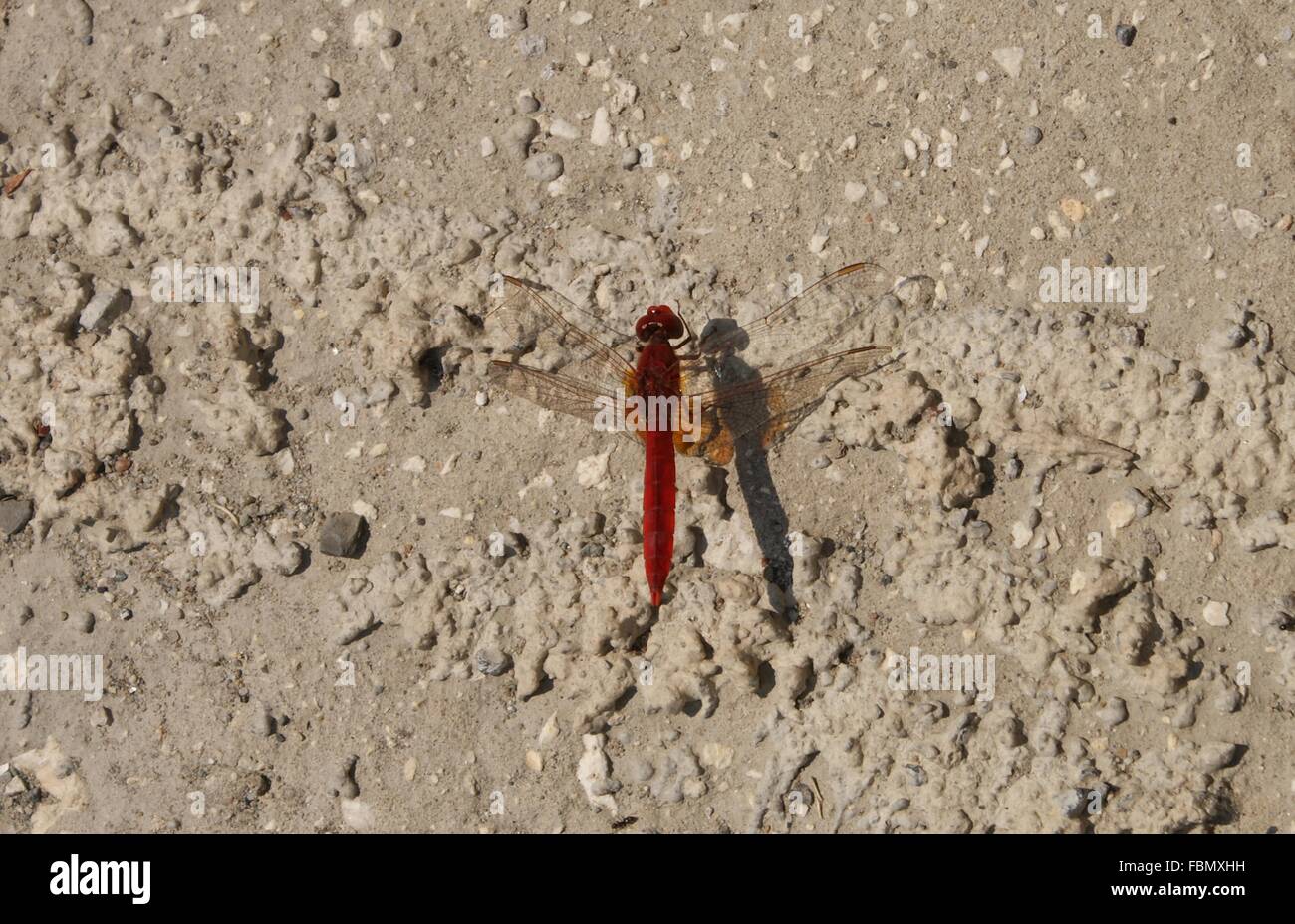 A red dragonfly on stone wall, Texture background Stock Photo - Alamy