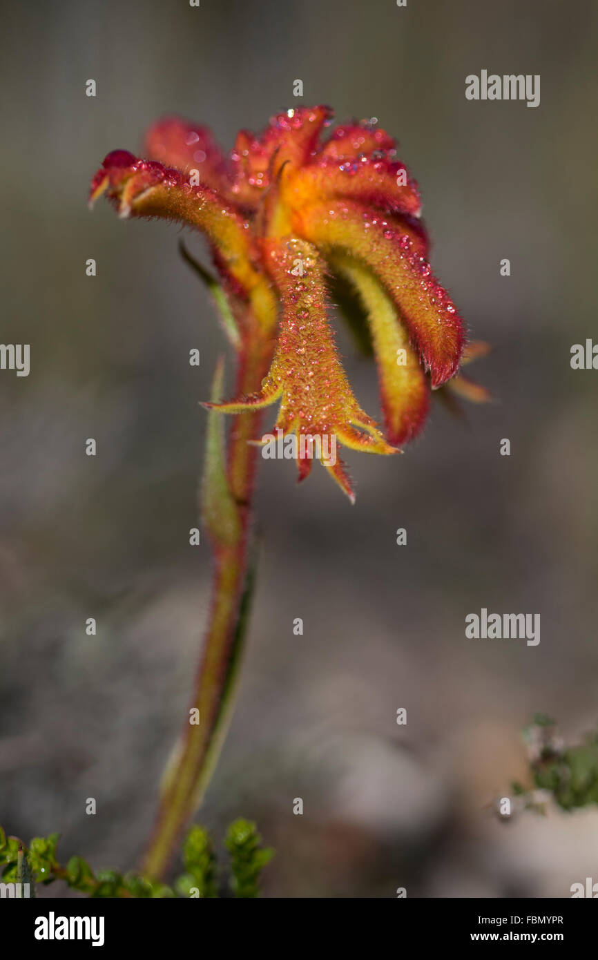 Catspaw (Anigozanthos humilis) flower Stock Photo
