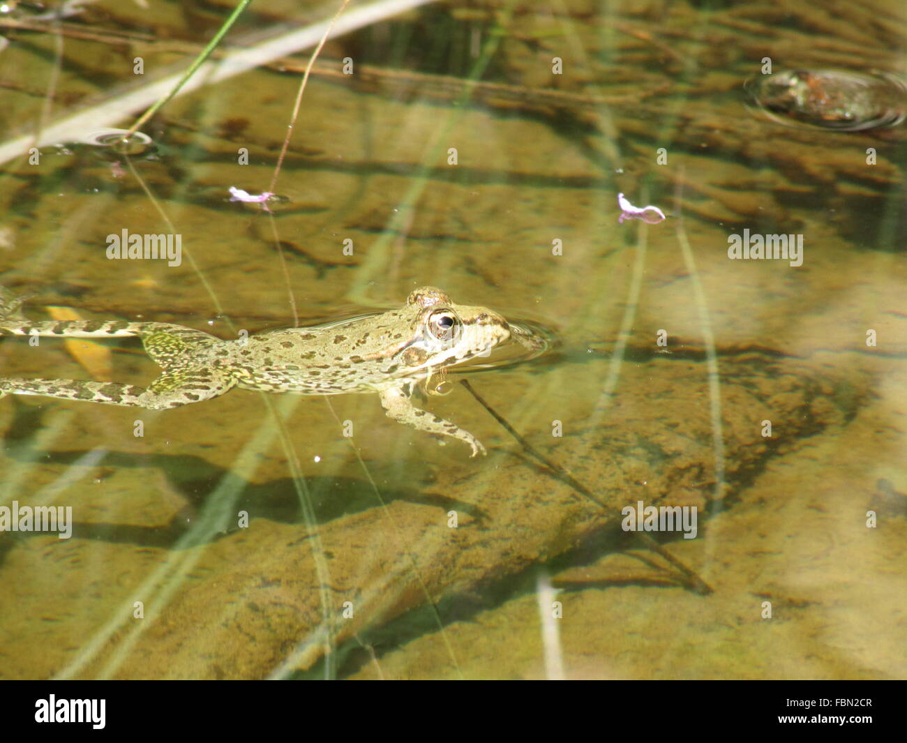 Frog In Water Stock Photo Alamy