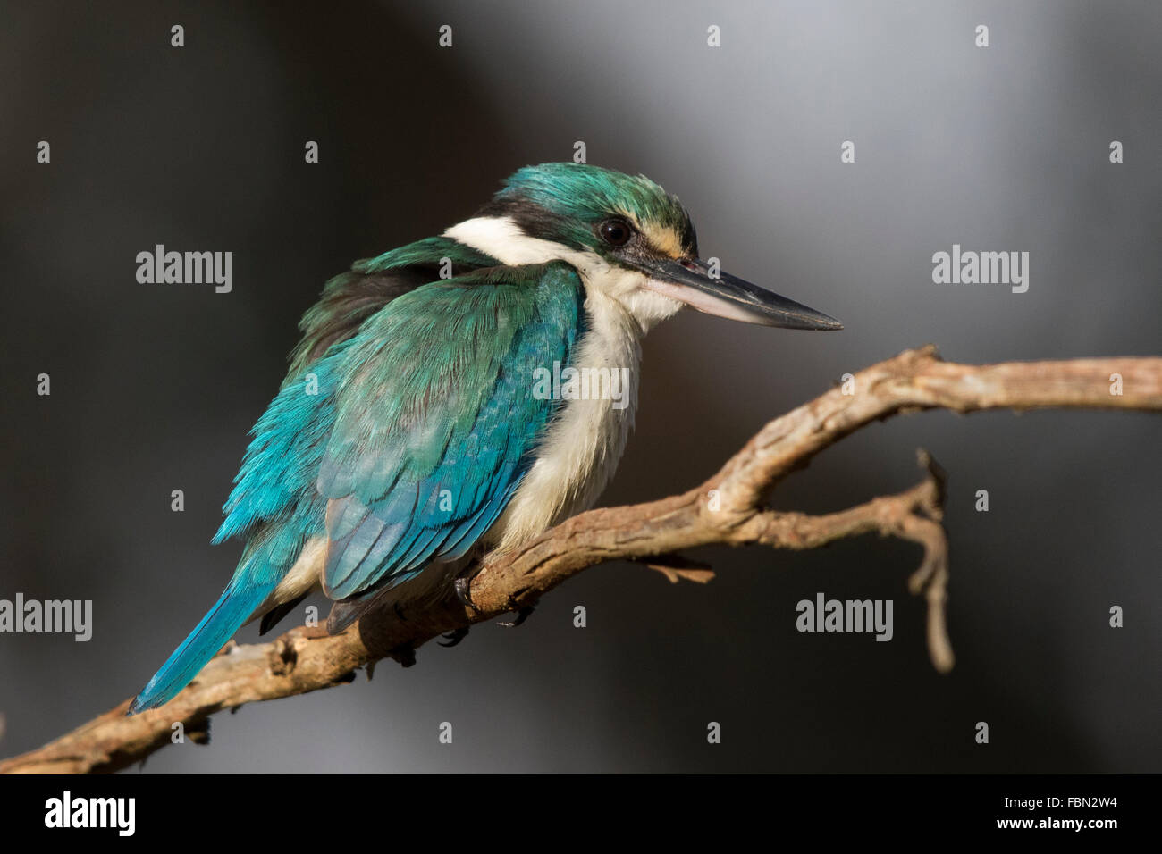 Sacred Kingfisher (Todiramphus sanctus Stock Photo Alamy