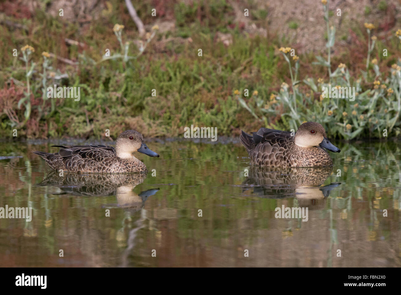 pair of Grey Teal (Anas gracilis) swimming in a pond Stock Photo