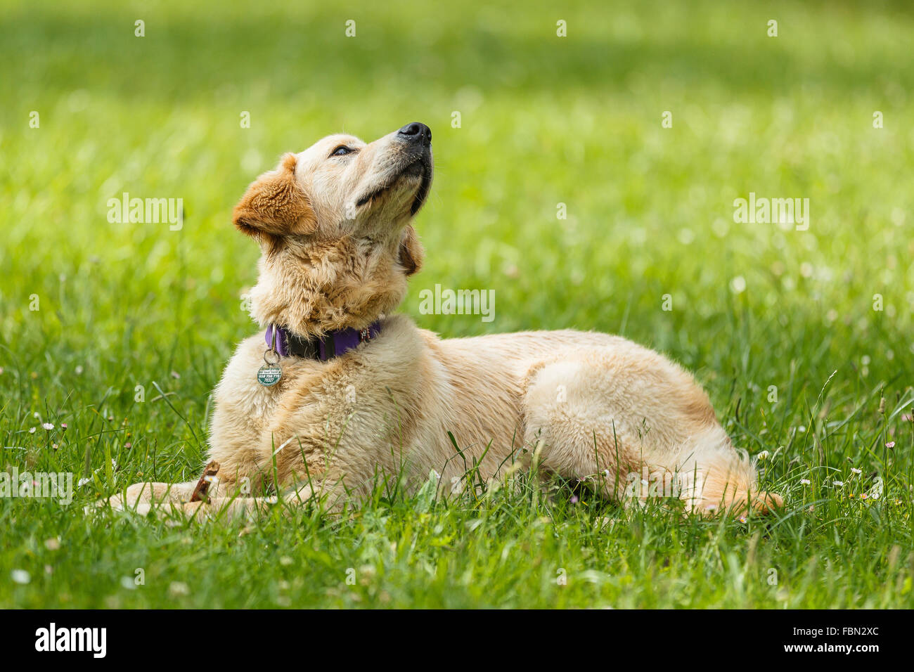 A golden retriever dog relaxing in the grass. Ramales de la Victoria, Cantabria, Spain. Stock Photo