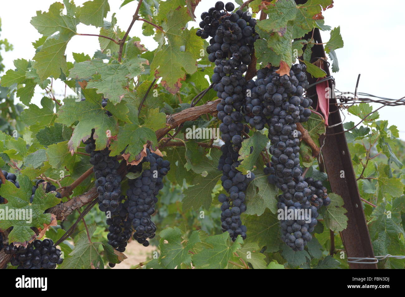 Low Angle View Of Grapes In Vineyard Stock Photo