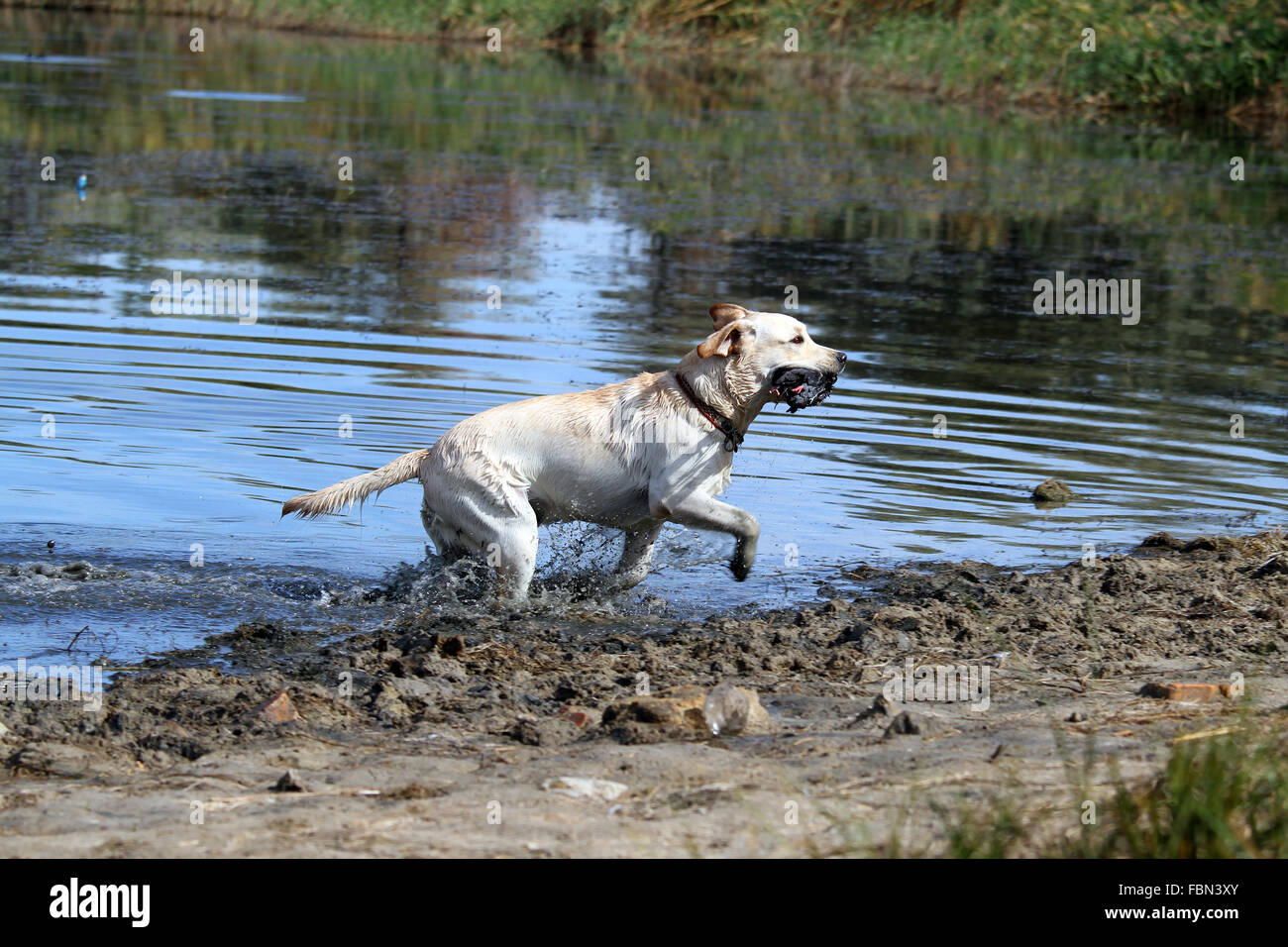 a yellow Labrador retriever dashes back to the hunter after retrieving a duck Stock Photo